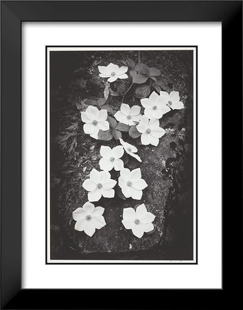 Ansel Adams, Dodwoods