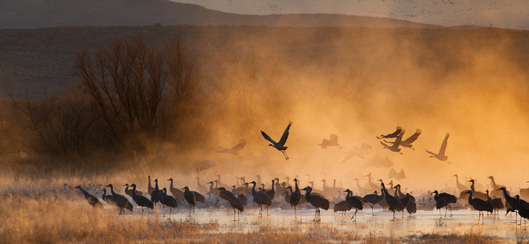 Jack Dykinga, Sandhill Cranes