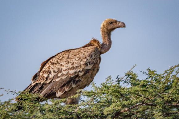 Ruppell's Griffon Vulture