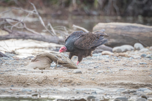 Turkey Vulture