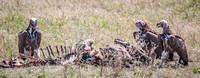 Ruppell's Griffon Vulture