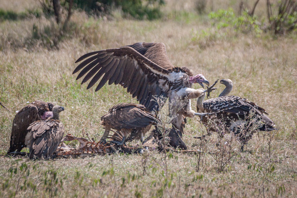 Ruppell's Griffon Vulture