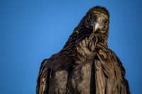 Black Vulture