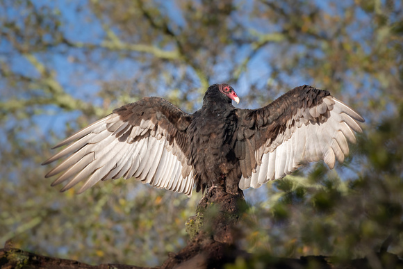 Turkey Vulture