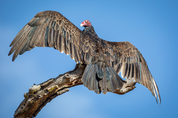 Turkey Vulture