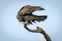 Turkey Vulture