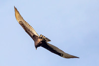 Turkey Vulture