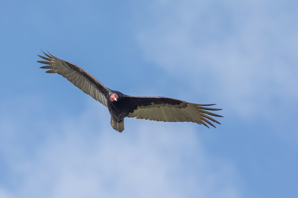 Turkey Vulture