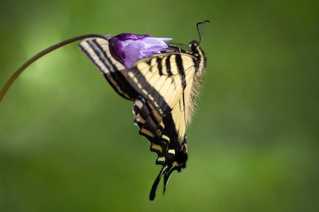 Tiger Swallowtail butterfly