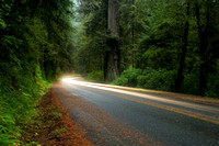 Car lights in Redwoods