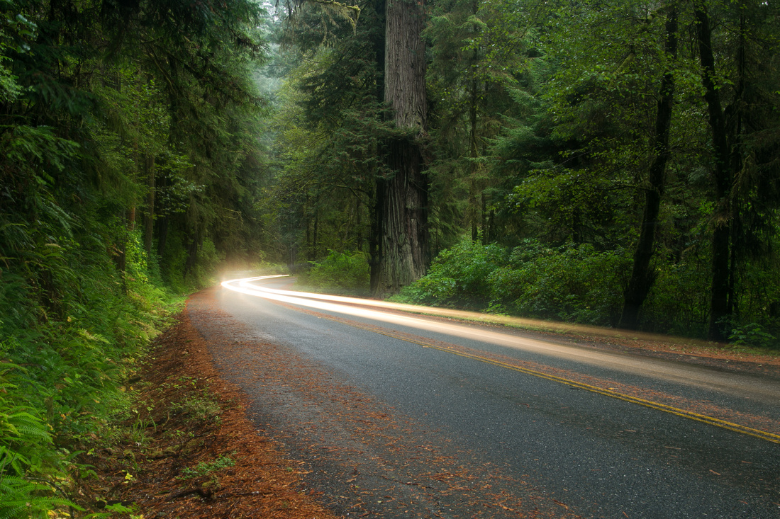 Car lights in Redwoods