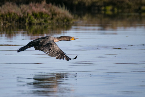 Cormorant, Elkhorn Slough