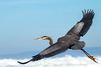 Great Blue Heron, Pebble Beach