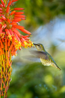 Hummingbird and Red Aloe