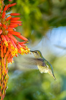 Hummingbird and Red Aloe