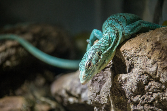 Green Tree Monitor