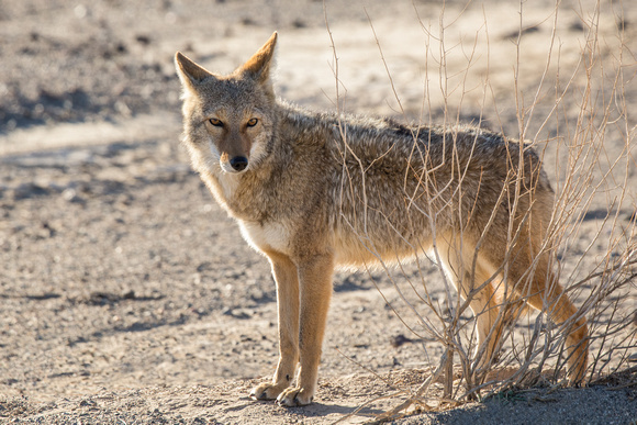 Coyote, Death Valley National Park