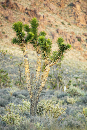 Joshua Tree, Mojave National Preserve