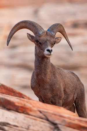 Big Horn Sheep, Zion National Park