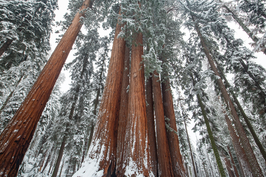 Giant Forest, Sequoia National Park