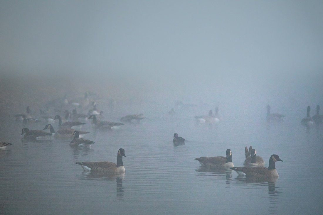 Canadian Geese in fog
