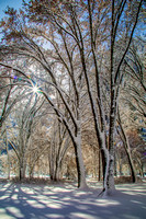 Cottonwoods in snow, Yosemite National Park