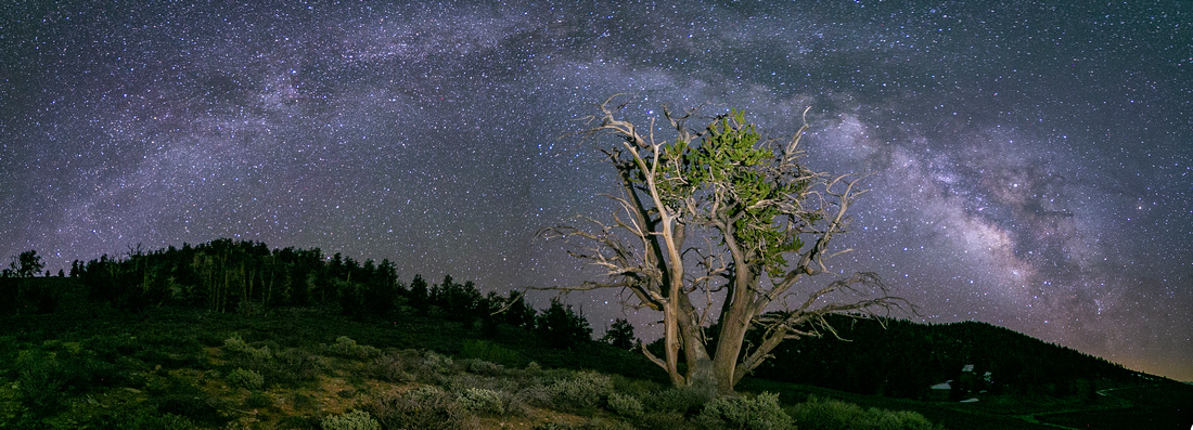 Ancient Bristlecone and Milky Way