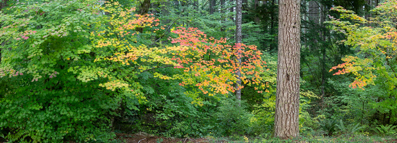 Autumn Foliage, Silver Falls State Park