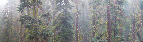 Forest in fog, Yosemite National Park