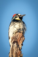 Acorn Woodpecker