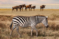 Zebra and Wildebeests, Serengeti National Park