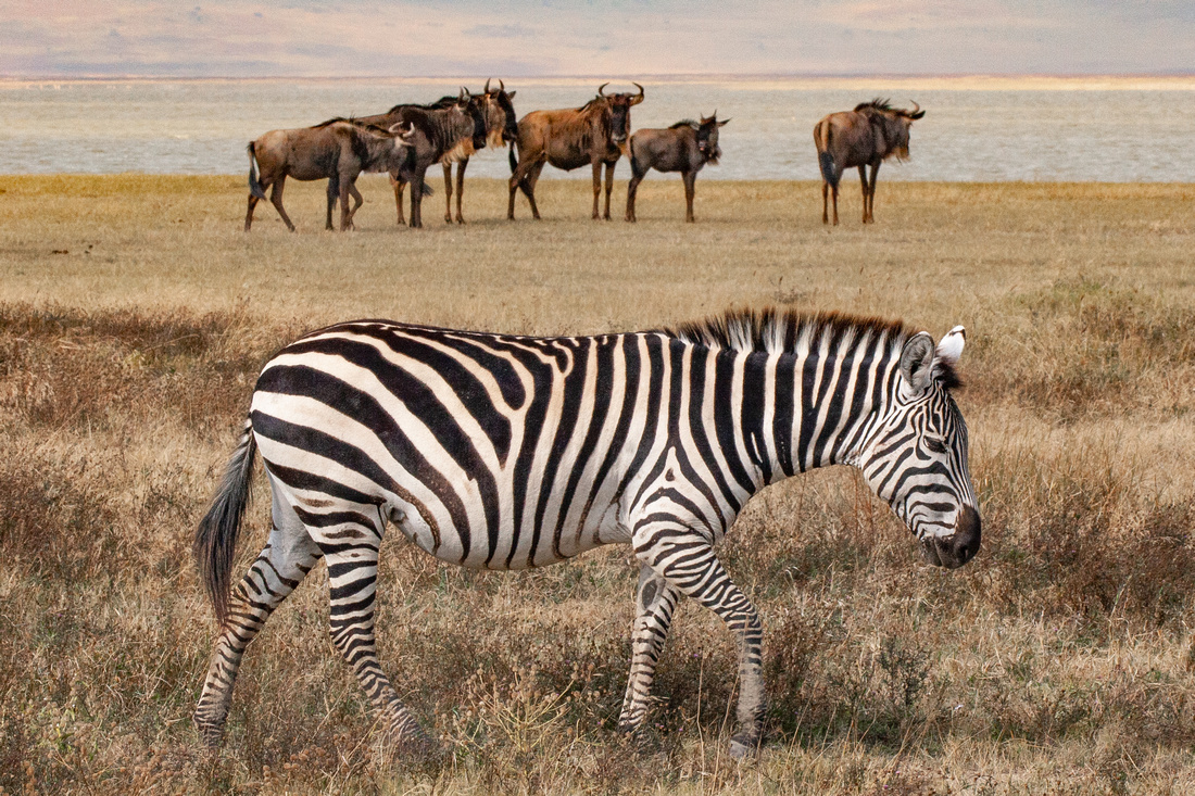 Zebra and Wildebeests, Serengeti National Park