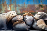 California Sea Lions