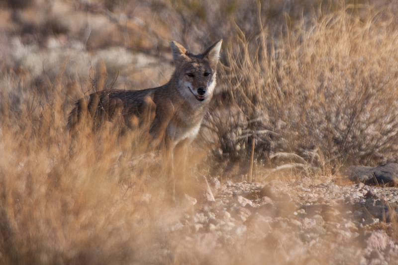 Coyote, Death Valley National Park, California