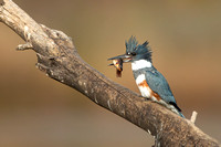 Belted Kingfisher with fish