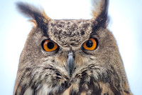 Eurasian Eagle Owl