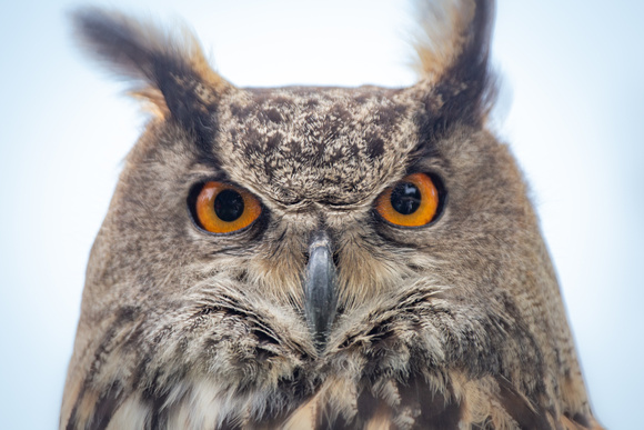 Eurasian Eagle Owl