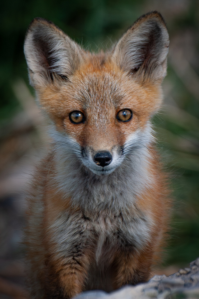 Red Fox