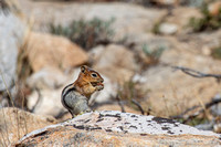 Golden-mantled ground squirrel