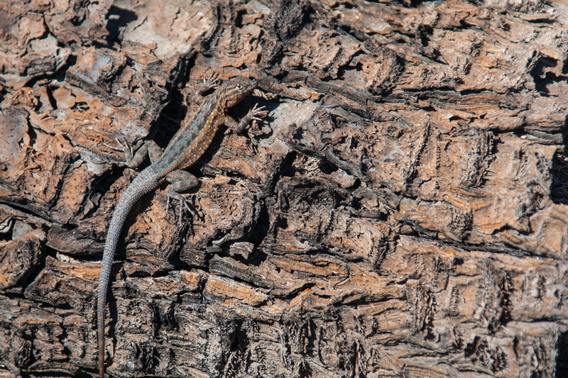 Side Blotched Lizard, Joshua Tree National Park, California