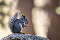 Douglas Squirrel