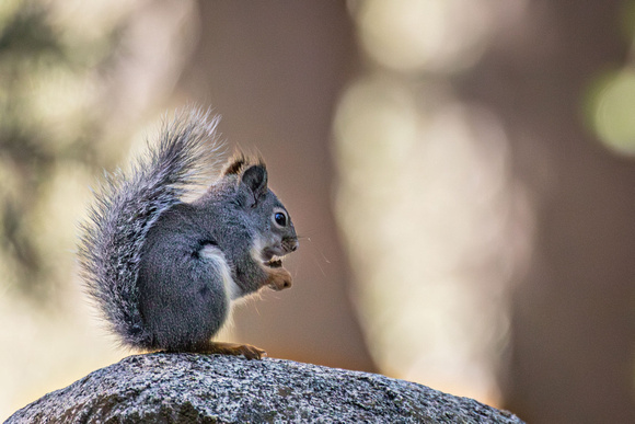 Douglas Squirrel