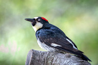 Acorn Woodpecker