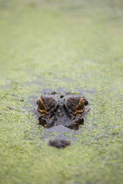 Alligator, Harris Neck Wildlife Refuge, Georgia