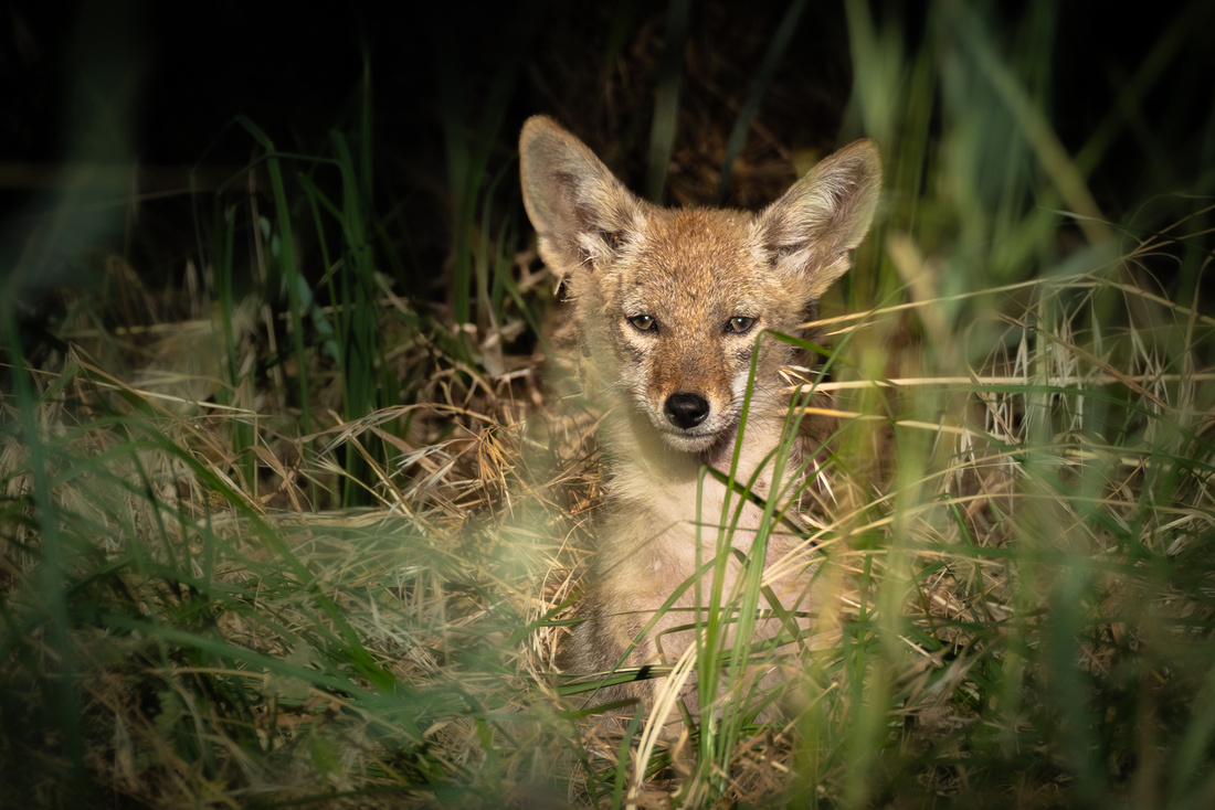 Coyote pup