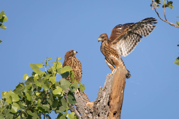 Chapter 5, Two of Bea and Bert's fledglings