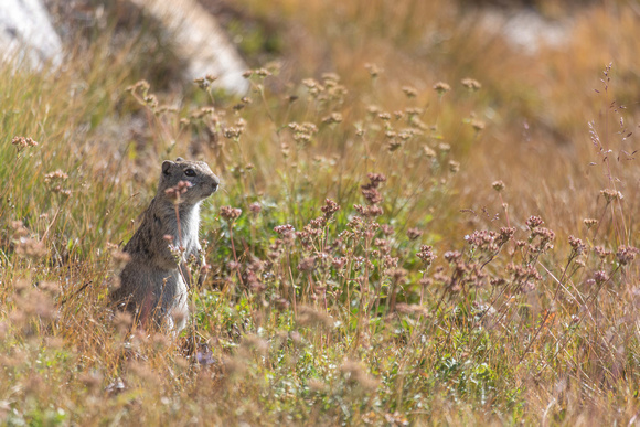 Belding's Ground Squirrel