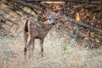 Black Tail Fawn