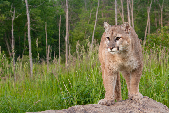 Mountain Lion