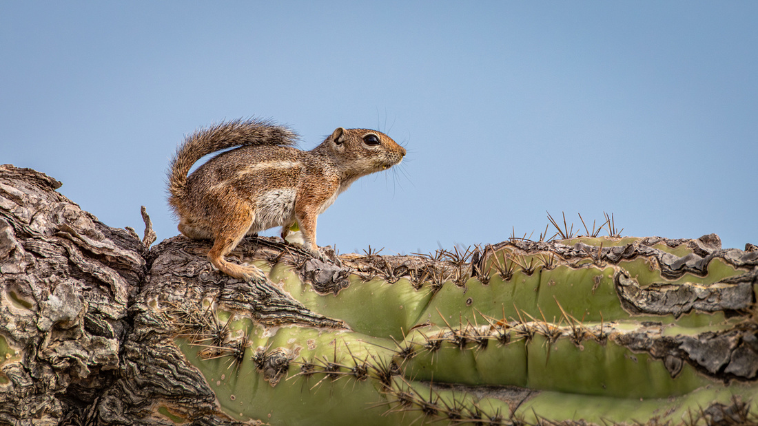 Antelope Ground Squirrel